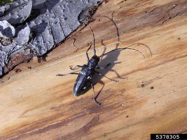 sawyer beetle (Monochamus sartor ) on spruce (Picea spp. ) - 5378305