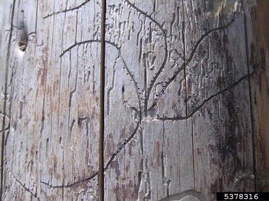 fir bark beetle (Pityophthorus pityographus ) on spruce (Picea spp. ) - 5378316
