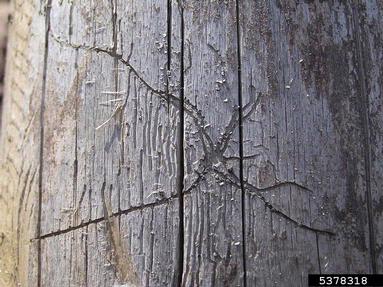 fir bark beetle (Pityophthorus pityographus ) on spruce (Picea spp. ) - 5378318