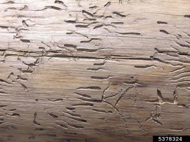 small spruce bark beetle (Polygraphus poligraphus ) on spruce (Picea spp. ) - 5378324