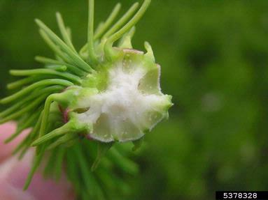 adelgid (Sacchiphantes viridis ) on spruce (Picea spp. ) - 5378328