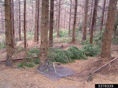 wind (  ) on spruce (Picea spp. ) - 5378339