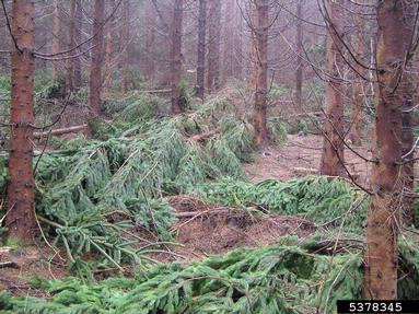 wind (  ) on spruce (Picea spp. ) - 5378345