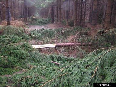 wind (  ) on spruce (Picea spp. ) - 5378349