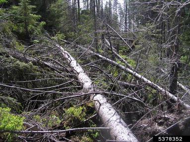 wind (  ) on spruce (Picea spp. ) - 5378352