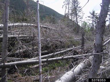 wind (  ) on spruce (Picea spp. ) - 5378353