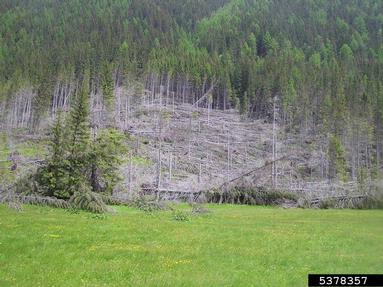 wind (  ) on spruce (Picea spp. ) - 5378357