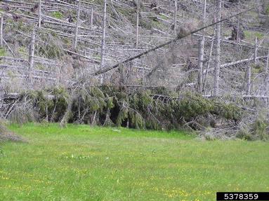 wind (  ) on spruce (Picea spp. ) - 5378359