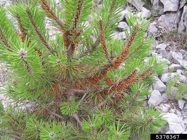 web-spinning pine-sawfly (Acantholyda hieroglyphica ) on pine (Pinus spp. ) - 5378367