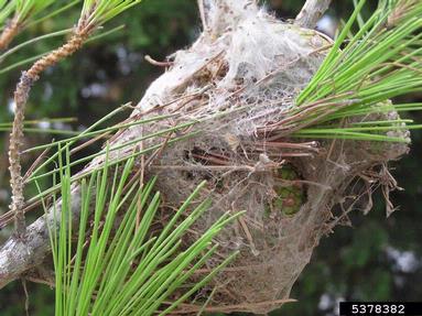 pine processionary moth (Thaumetopoea pityocampa ) on pine (Pinus spp. ) - 5378382