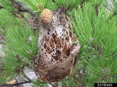 pine processionary moth (Thaumetopoea pityocampa ) on pine (Pinus spp. ) - 5378383