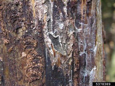 larger pine shoot beetle (Tomicus piniperda ) on pine (Pinus spp. ) - 5378389