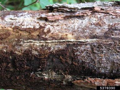 larger pine shoot beetle (Tomicus piniperda ) on pine (Pinus spp. ) - 5378390