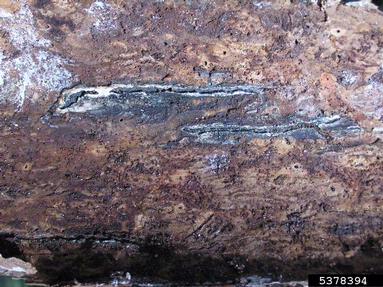 larger pine shoot beetle (Tomicus piniperda ) on pine (Pinus spp. ) - 5378394
