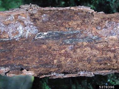 larger pine shoot beetle (Tomicus piniperda ) on pine (Pinus spp. ) - 5378396