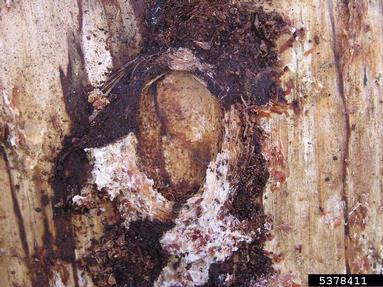 ribbed pine borer, Rhagium inquisitor  (Coleoptera: Cerambycidae) - 5378411