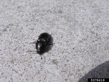 click beetle,    (Coleoptera: Elateridae) - 5378418