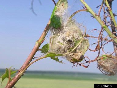 browntail moth, Euproctis chrysorrhoea  (Lepidoptera: Lymantriidae) - 5378419