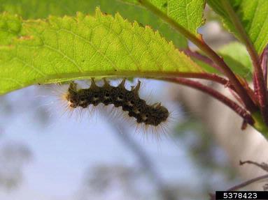 browntail moth, Euproctis chrysorrhoea  (Lepidoptera: Lymantriidae) - 5378423