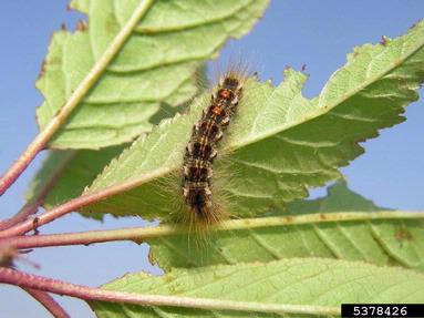 browntail moth, Euproctis chrysorrhoea  (Lepidoptera: Lymantriidae) - 5378426