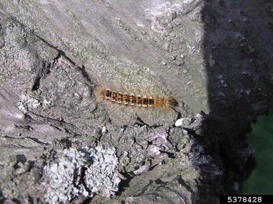 browntail moth, Euproctis chrysorrhoea  (Lepidoptera: Lymantriidae) - 5378428