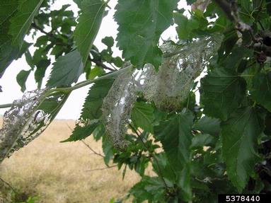 fall webworm, Hyphantria cunea  (Lepidoptera: Arctiidae) - 5378440