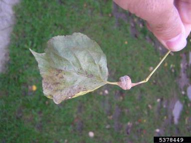 aphid (Pemphigus spyrothecae ) on aspen/poplar (Populus spp. ) - 5378449