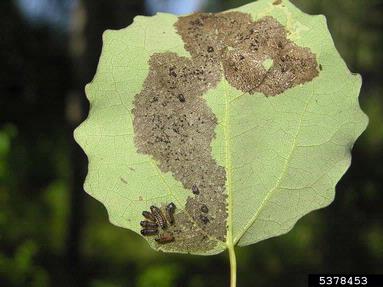 brassy willow beetle (Phratora vitellinae ) on aspen/poplar (Populus spp. ) - 5378453