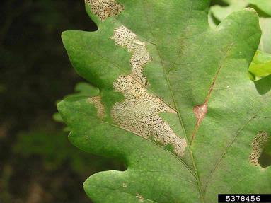 oak flea beetle (Altica quercetorum ) on oak (Quercus spp. ) - 5378456