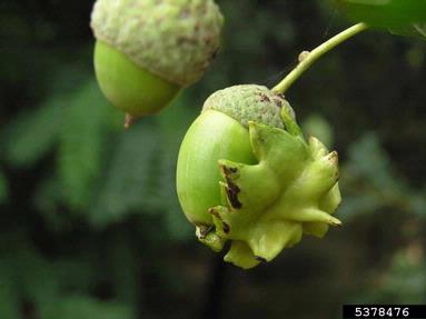 knopper gall (Andricus quercuscalicis ) on oak (Quercus spp. ) - 5378476