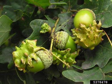 knopper gall (Andricus quercuscalicis ) on oak (Quercus spp. ) - 5378478