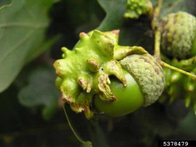 knopper gall (Andricus quercuscalicis ) on oak (Quercus spp. ) - 5378479