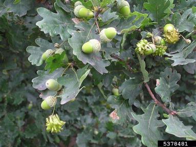 knopper gall (Andricus quercuscalicis ) on oak (Quercus spp. ) - 5378481