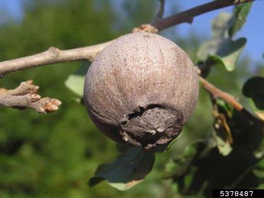 Cynipid gall wasp (Andricus quercustozae ) on oak (Quercus spp. ) - 5378487