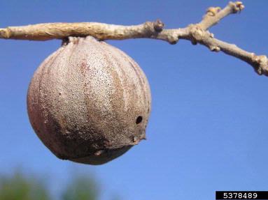 Cynipid gall wasp (Andricus quercustozae ) on oak (Quercus spp. ) - 5378489