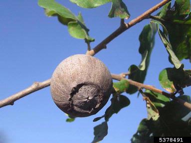 Cynipid gall wasp (Andricus quercustozae ) on oak (Quercus spp. ) - 5378491
