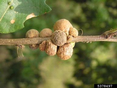 Cynipid gall wasp (Aphelonyx cerricola ) on oak (Quercus spp. ) - 5378497