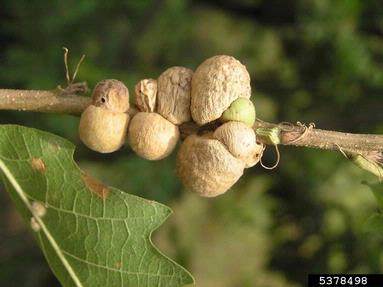 Cynipid gall wasp (Aphelonyx cerricola ) on oak (Quercus spp. ) - 5378498