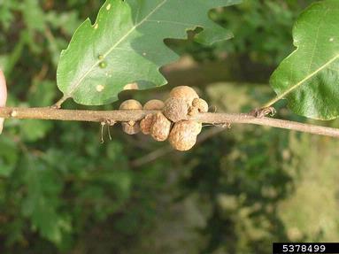 Cynipid gall wasp (Aphelonyx cerricola ) on oak (Quercus spp. ) - 5378499
