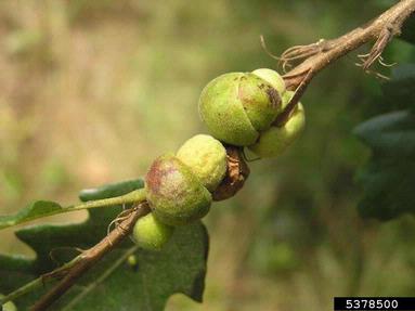 Cynipid gall wasp (Aphelonyx cerricola ) on oak (Quercus spp. ) - 5378500