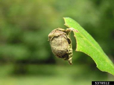 oak roller weevil (Attelabus nitens ) on oak (Quercus spp. ) - 5378512
