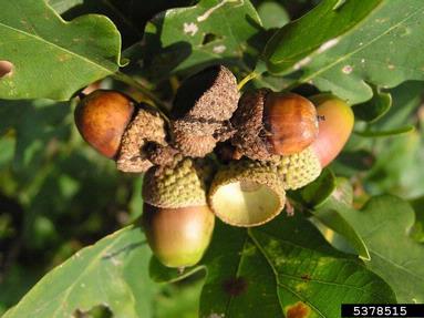 acorn weevil (Curculio glandium ) on oak (Quercus spp. ) - 5378515