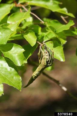 hazel leaf-roller (Byctiscus betulae ) on European beech (Fagus sylvatica ) - 5378540
