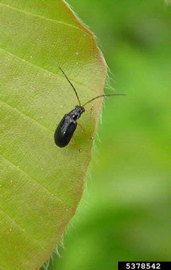 leaf beetle (  ) on European beech (Fagus sylvatica ) - 5378542