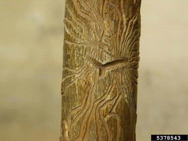 larch elm bark beetle (Hylesinus crenatus ) on European ash (Fraxinus excelsior ) - 5378543