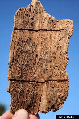 bark beetle (Hylesinus fraxini ) on European ash (Fraxinus excelsior ) - 5378545
