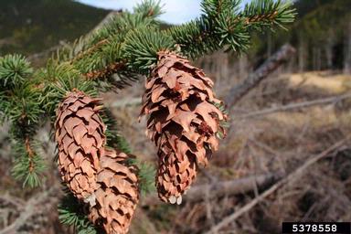spruce coneworm (Dioryctria abietella ) on spruce (Picea spp. ) - 5378558