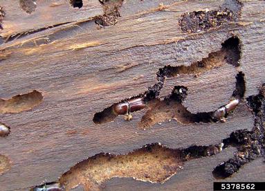 European spruce bark beetle (Ips typographus ) on spruce (Picea spp. ) - 5378562