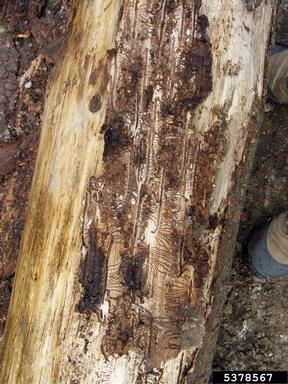 European spruce bark beetle (Ips typographus ) on spruce (Picea spp. ) - 5378567