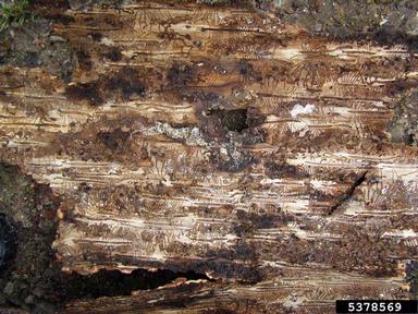 European spruce bark beetle (Ips typographus ) on spruce (Picea spp. ) - 5378569
